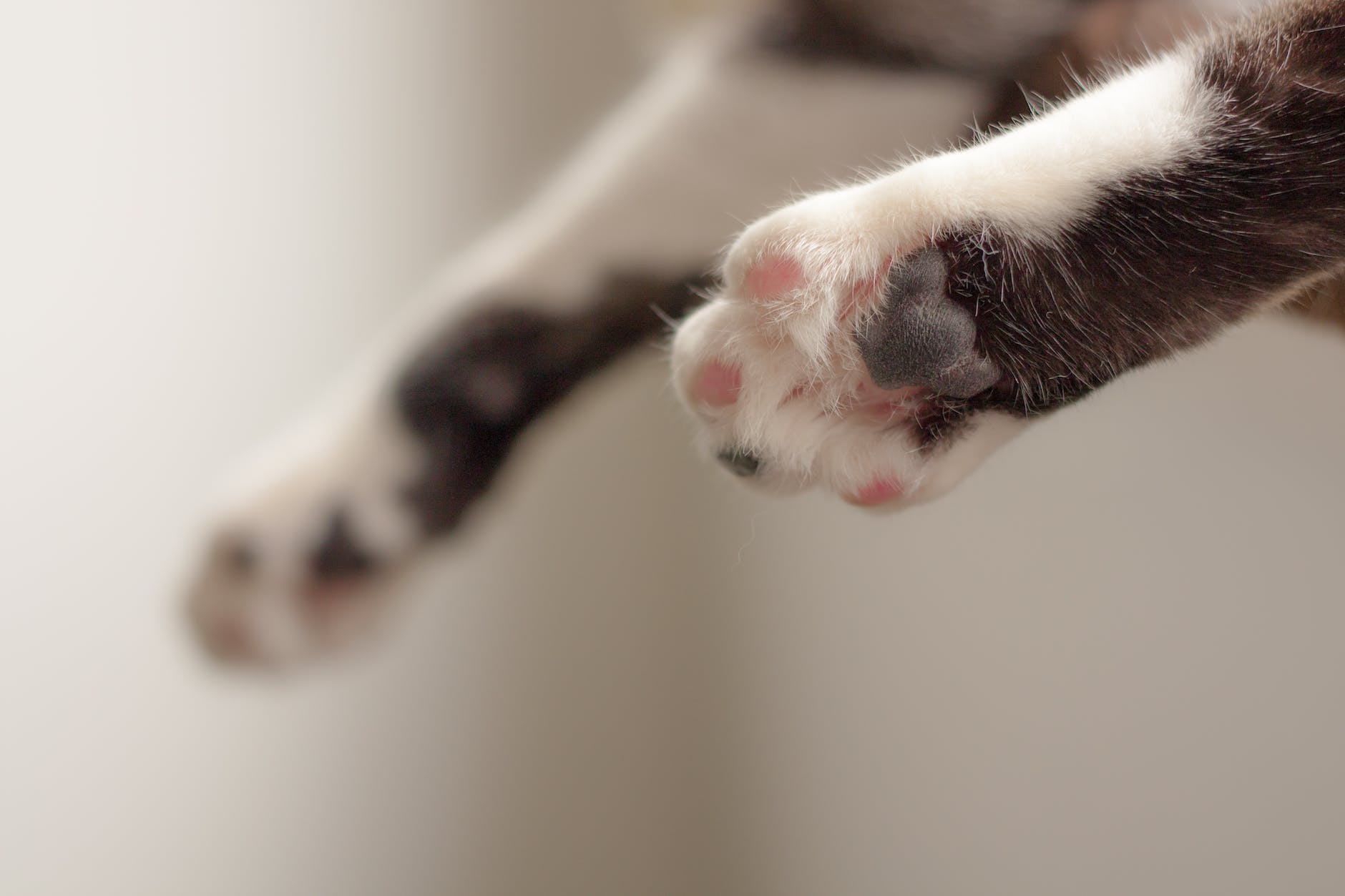 cat paws in shallow focus photography